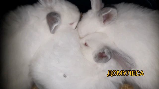 Как работает маточник l КРОЛИКИ l Профилактика грызунов смотреть онлайн