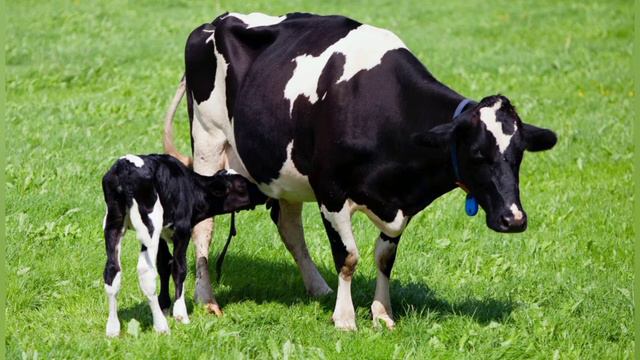 How now our cow? смотреть онлайн