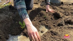 Лилейники: посадка и уход весной! Часть 2 / Сад Ворошиловой