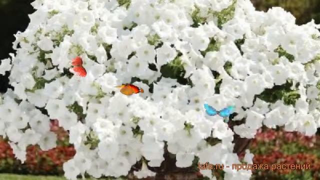 Петуния ампельная Изи Вейв Вайт (izi Veyv Vayt) ? обзор: как сажать, семена петунии Изи Вейв Вайт