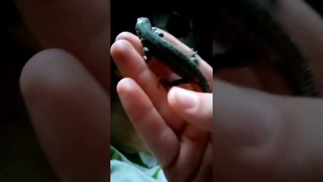 У меня есть ящерица смотреть онлайн