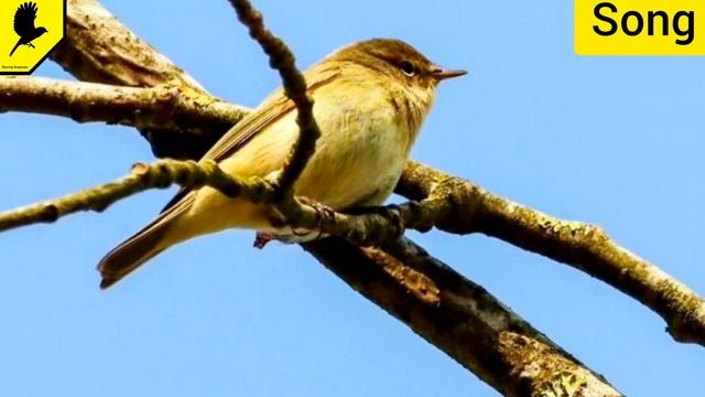 Как поёт пеночка-теньковка? Common chiffchaff song (Phylloscopus collybita) смотреть онлайн