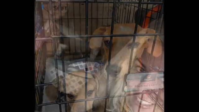 Мать-собака закрывала щенка собой, дрожа от страха в клетке приюта смотреть онлайн
