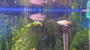 Гурами жемчужный, мраморный. Содержание, уход и размножение.