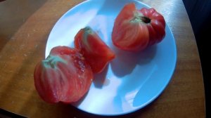 Томат Штамбовый король. Плод из махрового цветочка созрел одним из первых  в ог и перец Ламуйо F1.