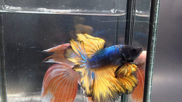 IMG 19841 Blue mustard rose tail (2027) by Diamond Betta смотреть онлайн