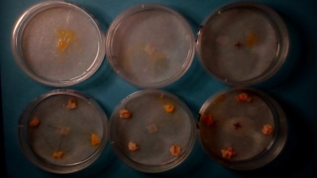 Réveil du blob смотреть онлайн