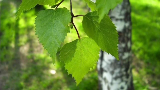 береза смотреть онлайн