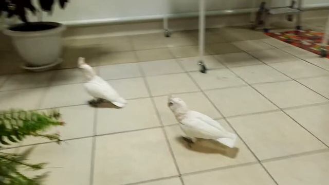 Какаду Гоффина, нагоняем жути на новенького