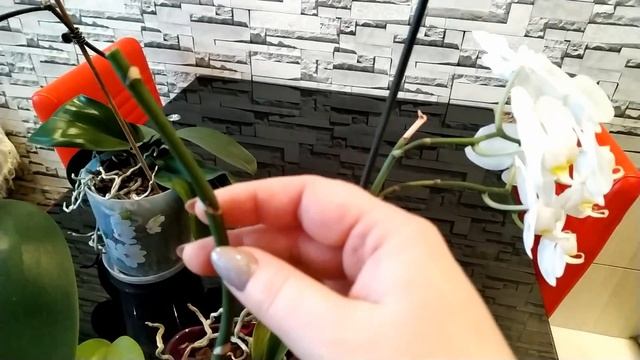 Продлеваем цветение орхидей смотреть онлайн