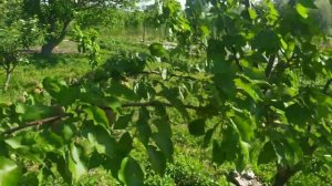 тестируем препараты Сигнум и Луна Сенсейшн от курчавости на персике и монилиоза на абрикосе, вишне