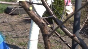 Обрезка дюка или вишнево-черешневого гибрида.