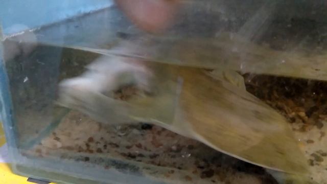 трионикс - мощный и сильный хищник, ужин трионикса смотреть онлайн