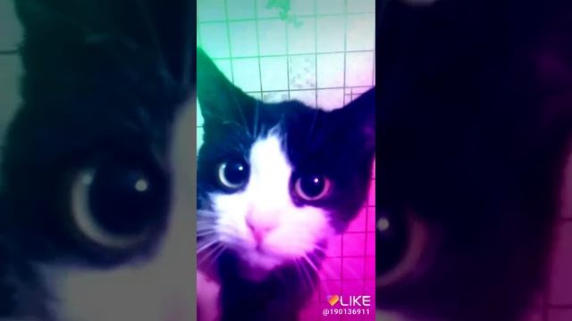 Феликс Пугливый Котенок смотреть онлайн