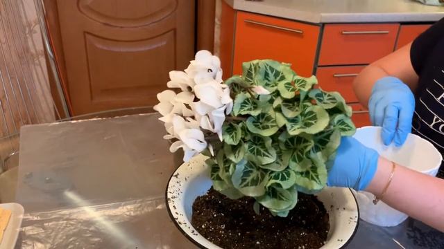 Уход за цикламеном после покупки