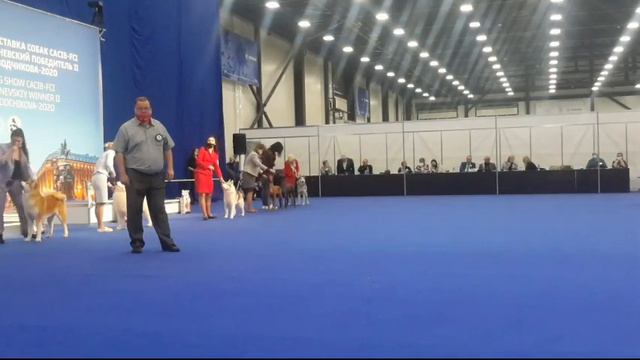 13.12.2020, СПб. СПбГКСС. Международна выставка 