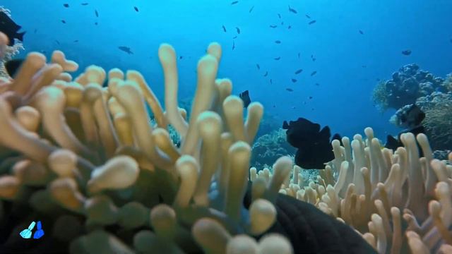 Il mondo visto da un pesce pagliaccio смотреть онлайн