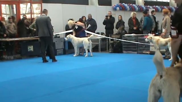 6.11.16 нижегородский цациб таюр отрада