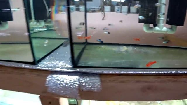 Сортировка самцов и самок разных рыбок. Как отличить самца от самки рыбок смотреть онлайн