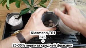 УСЛОВИЯ для укоренения ШЕФФЛЕРЫ. Как успешно черенковать. Грунт для шеффлеры