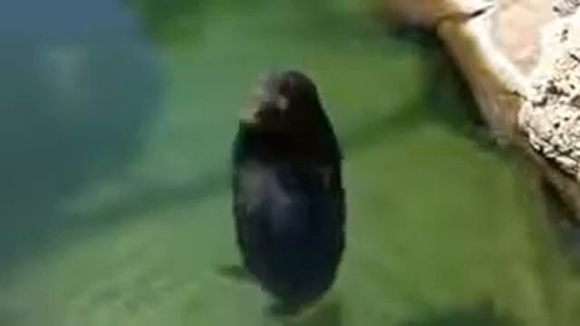 Довольный тюлень смотреть онлайн