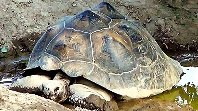 Galápagos Giant Tortoise (Tartaruga-gigante-de-galápagos), Metro Richmond Zoo смотреть онлайн