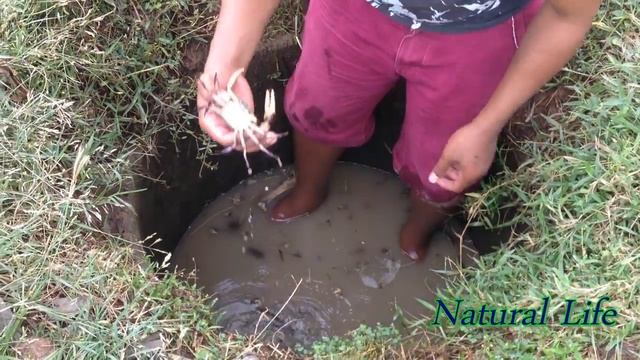 Amazing Frog Trap-How to catch big frogs-catching crazy frog-frog hunting kh-How to make easy trap смотреть онлайн