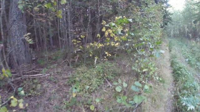 За Белыми Грибами / For White Mushrooms смотреть онлайн