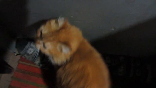 Землянка выживание! Харьков! Харьковская область! своими руками! реальные советы! мои коты! смотреть онлайн