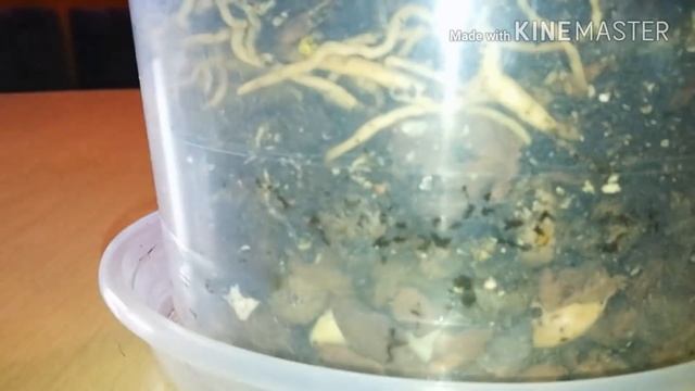 СПАСАЮ СВОЙ АНТУРИУМ.МОИ ОШИБКИ И ИХ УСТРАНЕНИЯ. смотреть онлайн