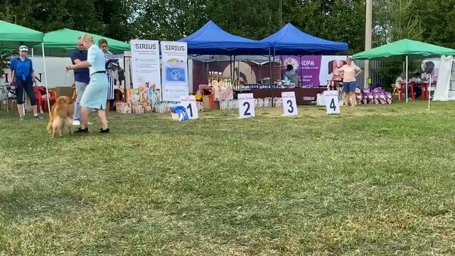 13.08.22 Ярославль. Монопородная выставка Новошотландских ретриверов. Запись прямого эфира