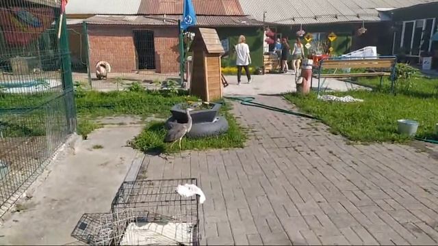 Утро в Приюте смотреть онлайн