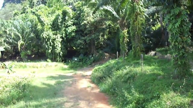 Катание на слоне. Пхукет. Декабрь 2016 смотреть онлайн