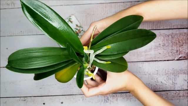 ВЫШИВАЛЬНЫЙ ДУРАК № 4 || Битва многоцветниц ? 1 -3 декабря || Аннаяке || Лука-С || Вышивка крестико смотреть онлайн