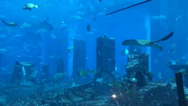 Atlantis The Palm Dubai | The Lost Chambers Aquarium Full Tour | The Biggest Aquarium in UAE смотреть онлайн