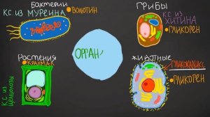 ОТЛИЧИЯ клеток • животных • растений • грибов • бактерий
