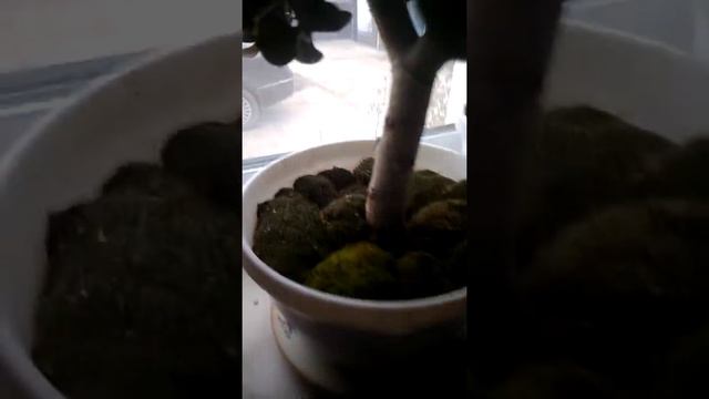 Мох мгновенно становится зелёным смотреть онлайн