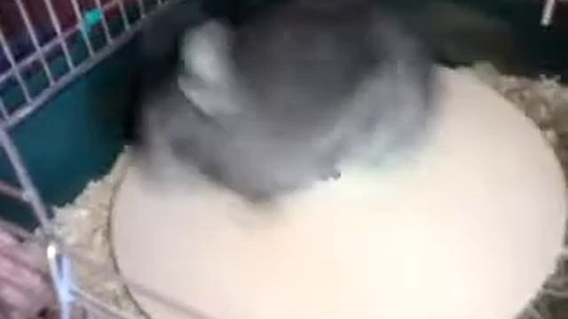 Chinchilla run Nikita смотреть онлайн