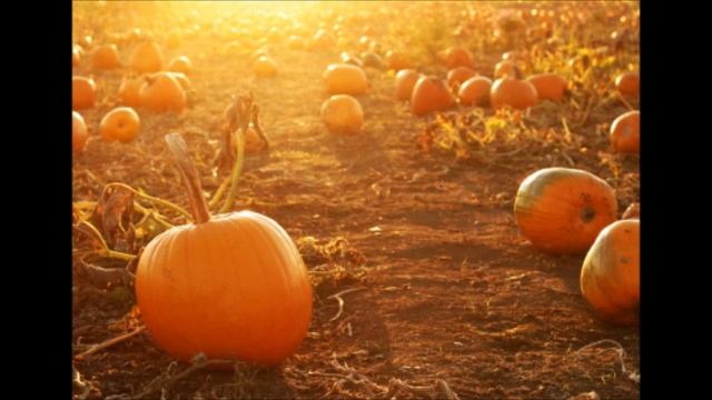"The Pumpkin Patch" Original Song смотреть онлайн