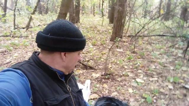 рядовка серая...