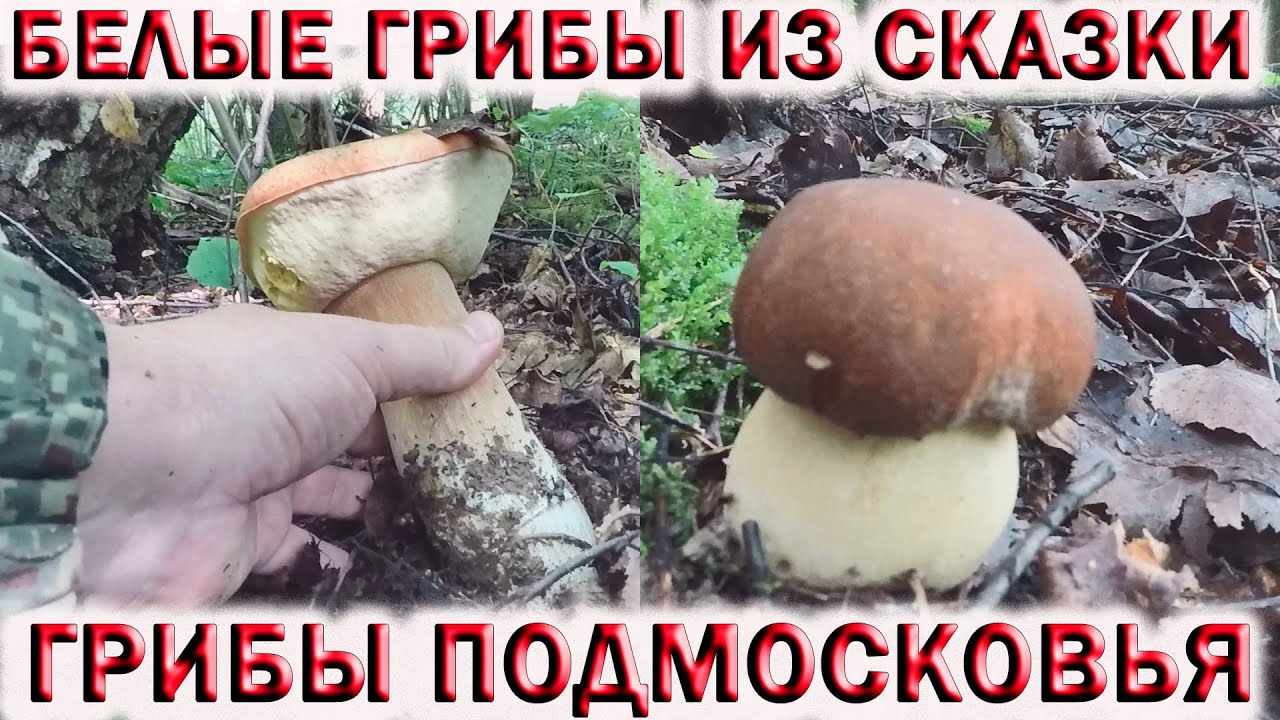 ?БЕЛЫЕ ГРИБЫ ИЗ СКАЗКИ В ПОДМОСКОВЬЕ .?ПОДОСИНОВИКИ, ЛЕТНИЕ ОПЯТА, СЫРОЕЖКА, ЛИСИЧКА. смотреть онлайн