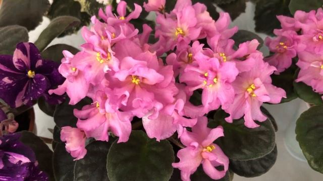 Красивые сорта Фиалок(Выпуск №18) смотреть онлайн