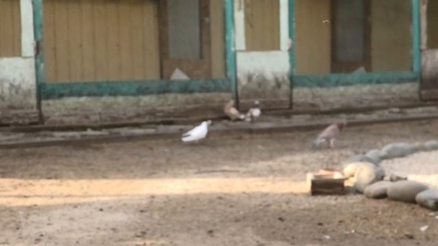 Новые участники полигона от Алексея из Элисты! смотреть онлайн