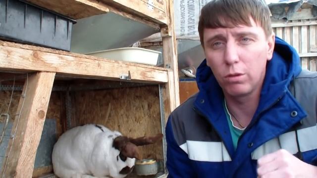 Инбридинг. Родственные спаривания кроликов. смотреть онлайн