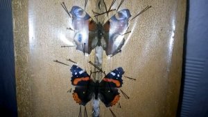 Как правильно расправить и высушить Бабочек для коллекции.