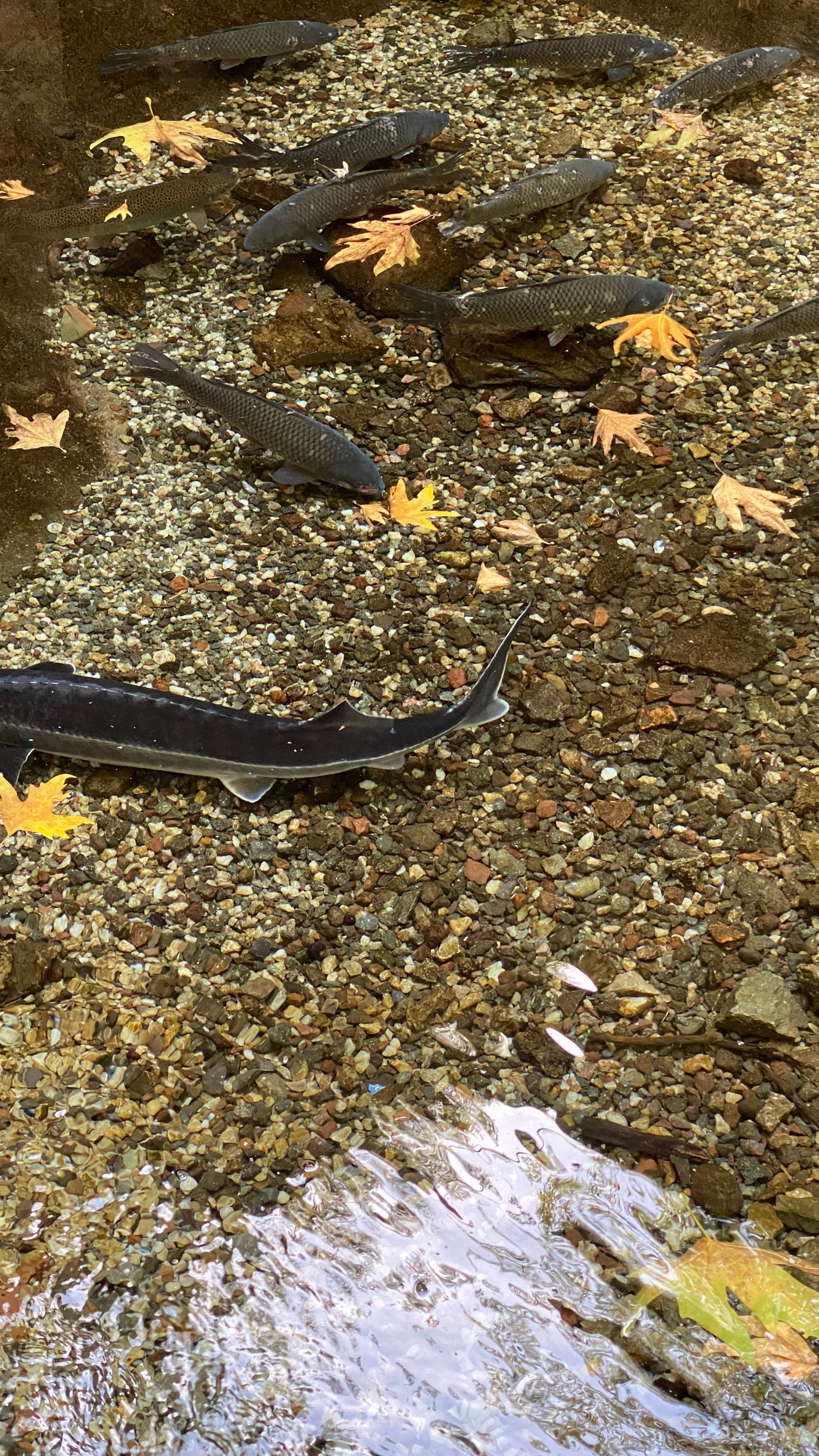 Фаны нашего пульмонолога