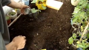 Посадка рассады дыни