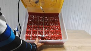 Инвекторный автоматический инкубатор MS-36/144 (36 куриных, 144 перепелиный яиц)