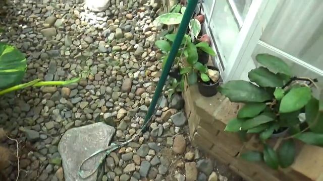 Devil's Ivy Дьявольский Плющ.. Уборка смотреть онлайн