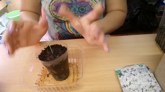 Пикировка Флокс Друмонда. Крупным планом. смотреть онлайн